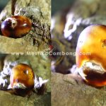 4 Cara Mengetahui Keaslian Batu Combong