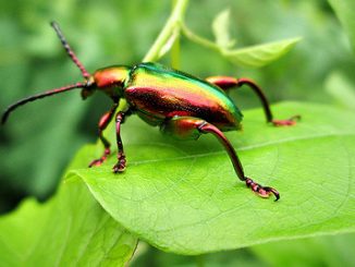 manfaat susuk samber lilin