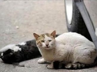 mitos menabrak kucing akan sial