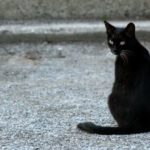 7 Hewan Ini Bisa Merasakan Keberadaan Makhluk Halus Disekitarnya