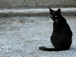 hewan bisa mendeteksi makhluk halus