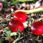 3 Batu Mustika Pesugihan Paling Banyak Dicari Untuk Kekayaan