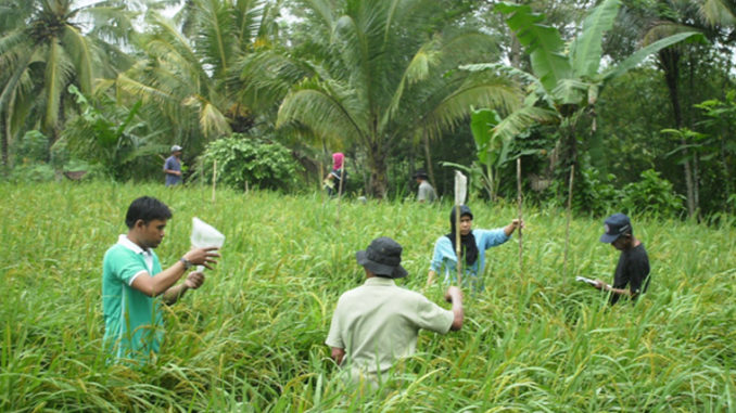 azimat penghalau hama tanaman