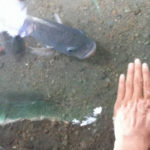 Rahasia Doa Memancing Ikan Agar Dapat Banyak Tangkapan Ikan