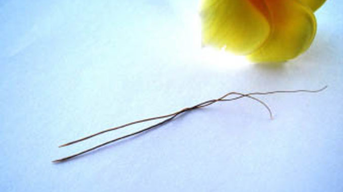 cara menggunakan bulu perindu asli