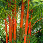 Tanaman Penangkal Santet Yang Sebaiknya Ada Di Pekarangan Rumah Anda