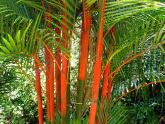 tanaman penangkal santet palm merah