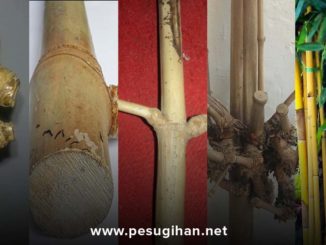 bambu bertuah berkhasiat