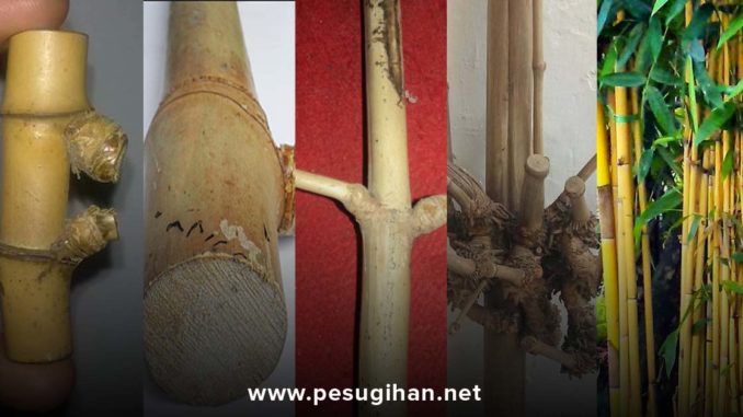 bambu bertuah berkhasiat