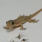 Mitos Kejatuhan Cicak, Benarkah Bikin Sial?