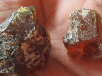 getah katilayu untuk jimat mancing