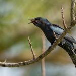 Mitos Burung Kedasih, Benarkah Jadi Burung Pembawa Kematian?