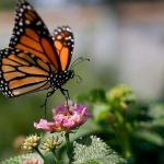 Pertanda Bila Kupu Kupu Masuk Rumah Menurut Primbon Jawa